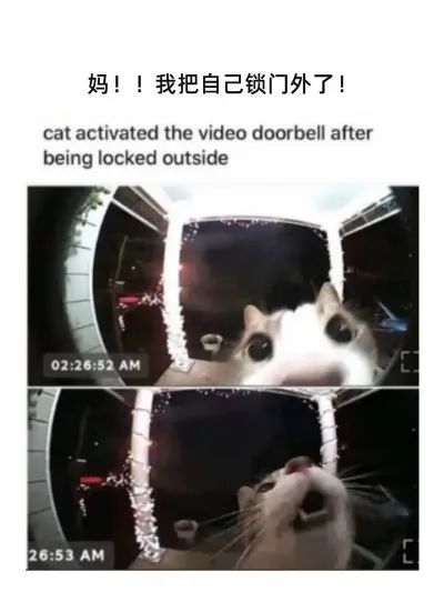 每日meme