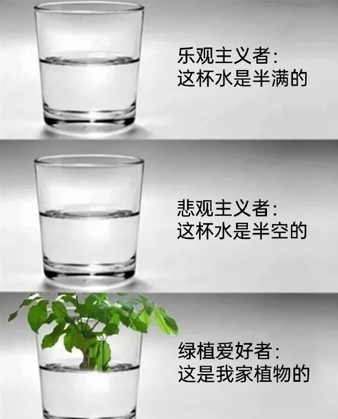 每日meme