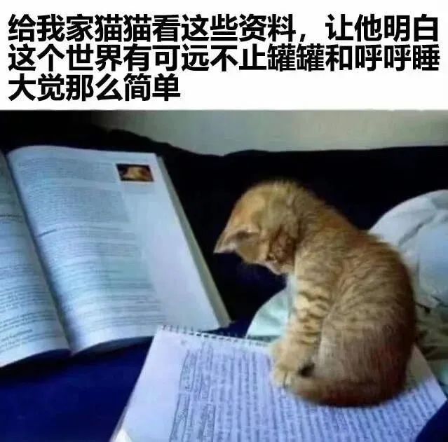 每日meme