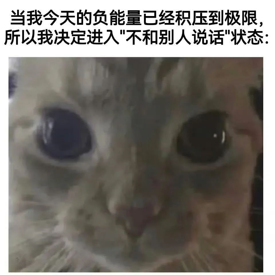 每日meme
