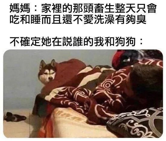 每日meme