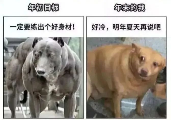 每日meme